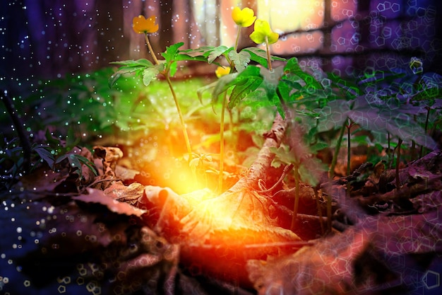 Magia roślin odkrywa tajemnice zdrowia i energii