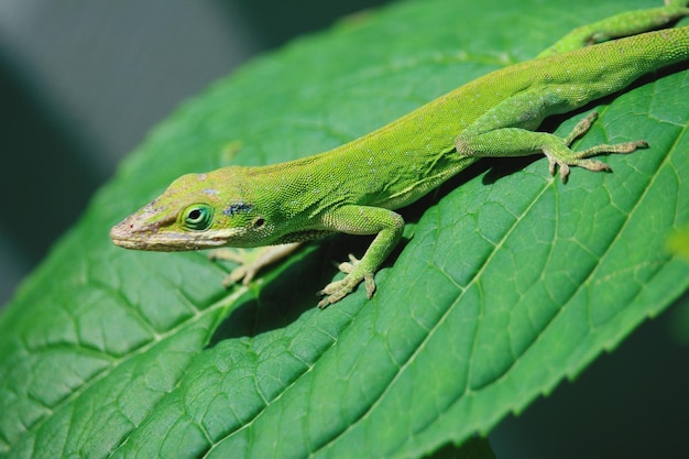 Zielona aura symbolizuje harmonię emocjonalną i zdrowie
